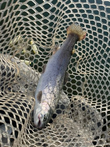 ニジマスの釣果