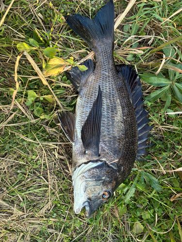 大野川（大分）