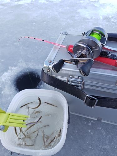 ワカサギの釣果