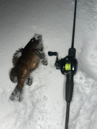 シロメバルの釣果