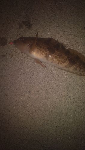 アイナメの釣果