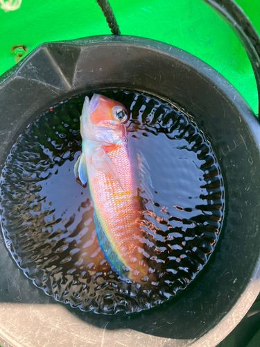 アカアマダイの釣果