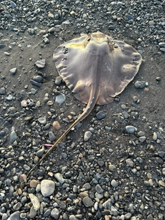 アカエイの釣果