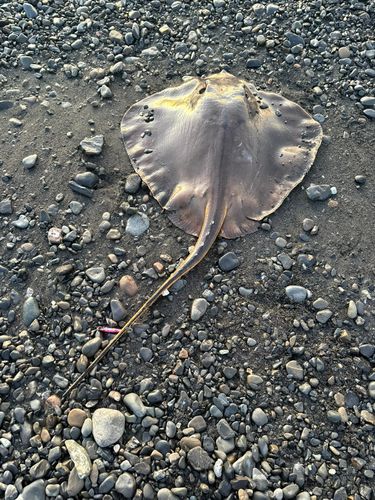 大浜海岸（静岡）