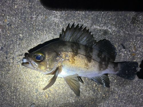 メバルの釣果