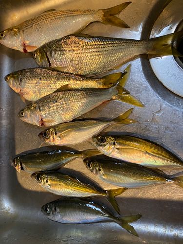 アジの釣果