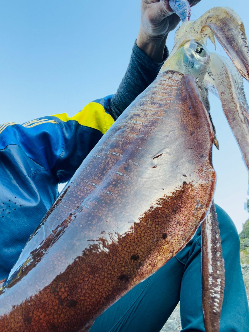 DAIWA 21エメラルダス ストイスト RT IL 81Mの最安値・インプレ・釣果