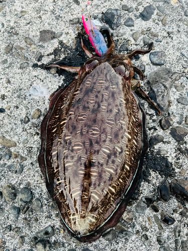 コウイカの釣果