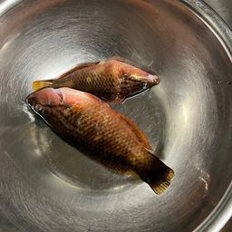 ホシササノハベラ