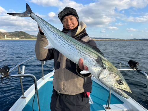 サワラの釣果