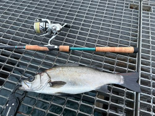 フッコ（ヒラスズキ）の釣果