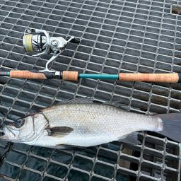 フッコ（ヒラスズキ）