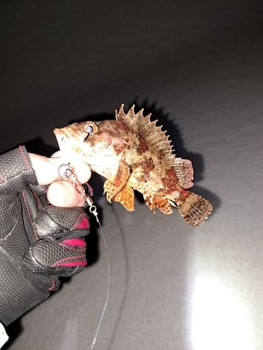 ヨロイメバルの釣果