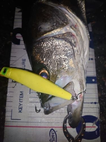 関門海峡 （福岡）