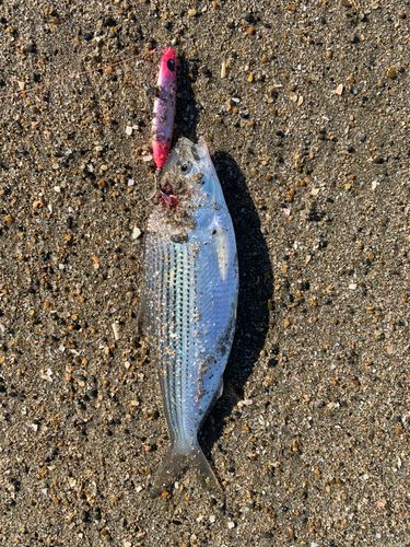 コノシロの釣果