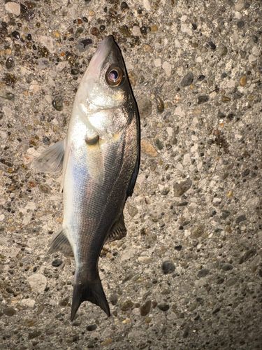 千葉港中央埠頭