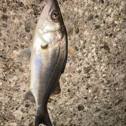 セイゴ（マルスズキ）