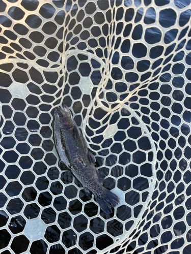 浜名湖フィッシングリゾート