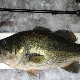 ラージマウスバス