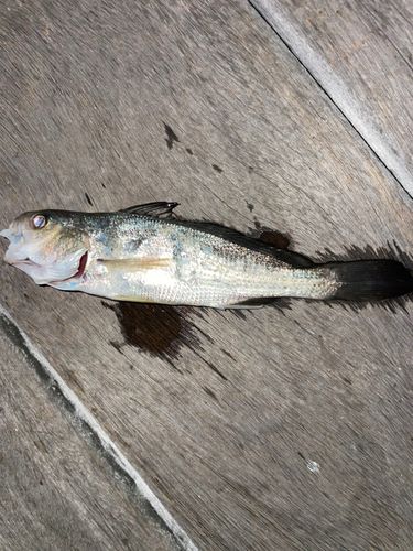 イシモチの釣果