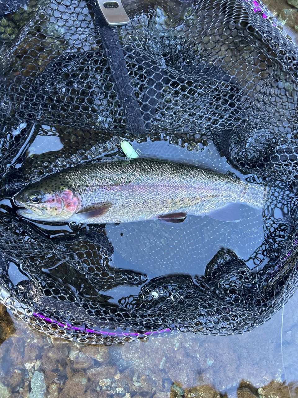 レインボートラウト