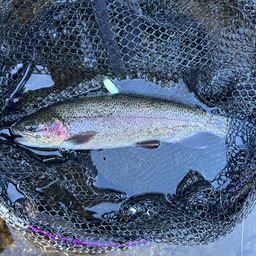 レインボートラウト