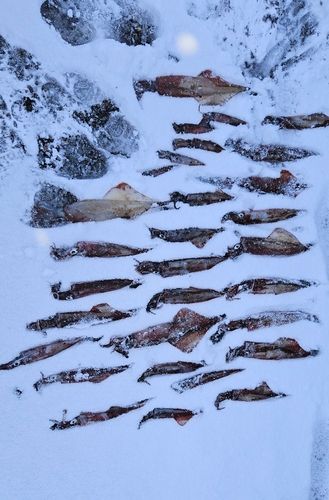 ヤリイカの釣果