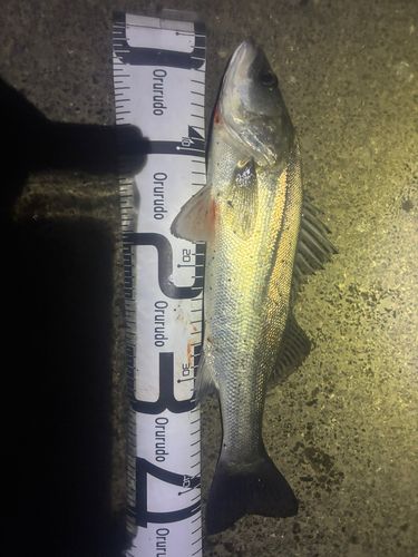 セイゴ（マルスズキ）の釣果