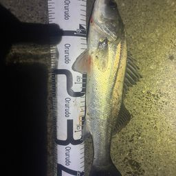 セイゴ（マルスズキ）