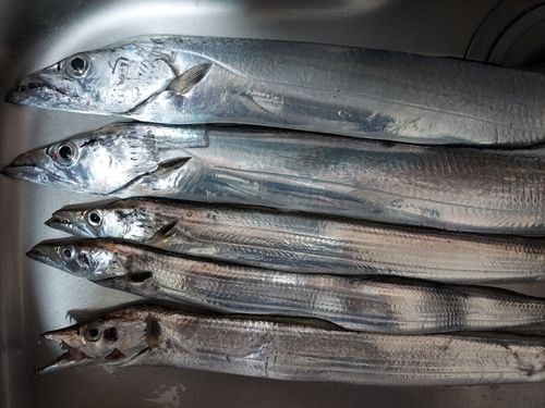 タチウオの釣果