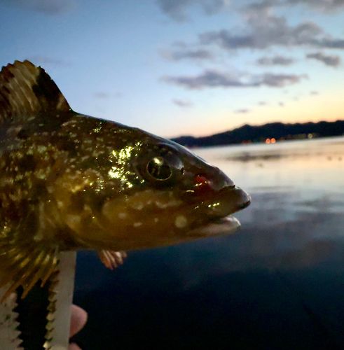 アイナメの釣果