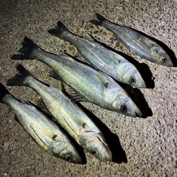 セイゴ（マルスズキ）