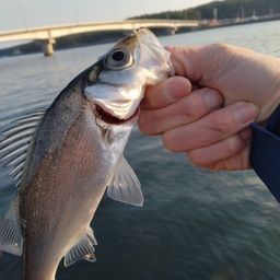 セイゴ（マルスズキ）