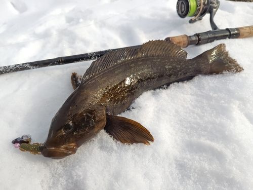 アイナメの釣果