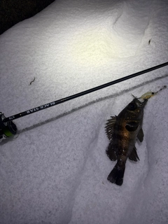 クロメバルの釣果
