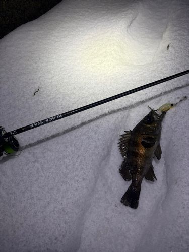 クロメバルの釣果