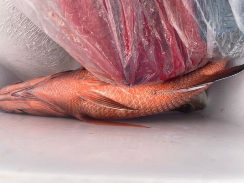 コトヒキの釣果