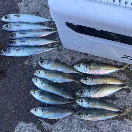 アジの釣果