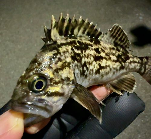 クロソイの釣果