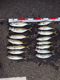 マアジの釣果