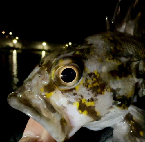 オウゴンムラソイの釣果