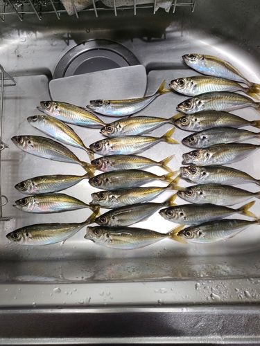 アジの釣果