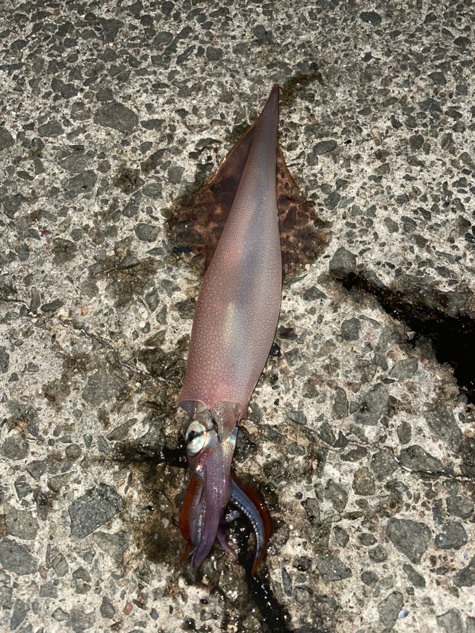 DAIWA 23エメラルダス ストイスト ST（アウトガイドモデル） 82ML-5の