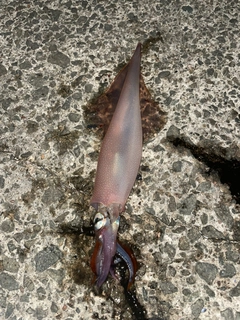 ヤリイカの釣果