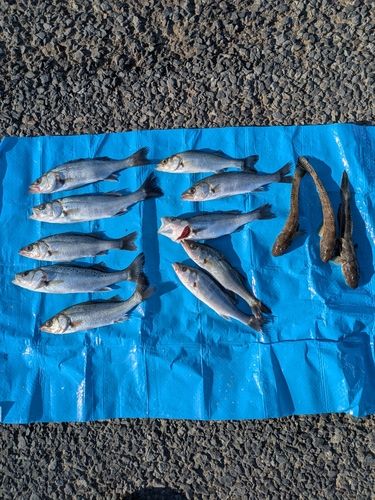 若洲海浜公園海釣り施設