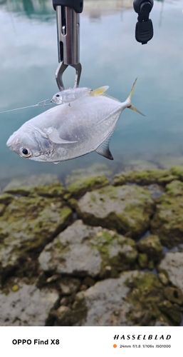 ギンガメアジの釣果