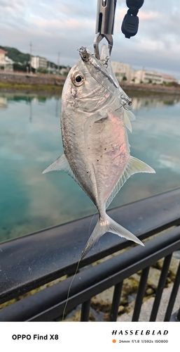 オニヒラアジの釣果