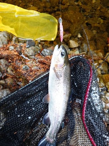 秋川国際マス釣場