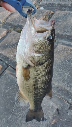 ラージマウスバスの釣果