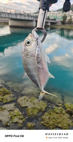 オニヒラアジの釣果